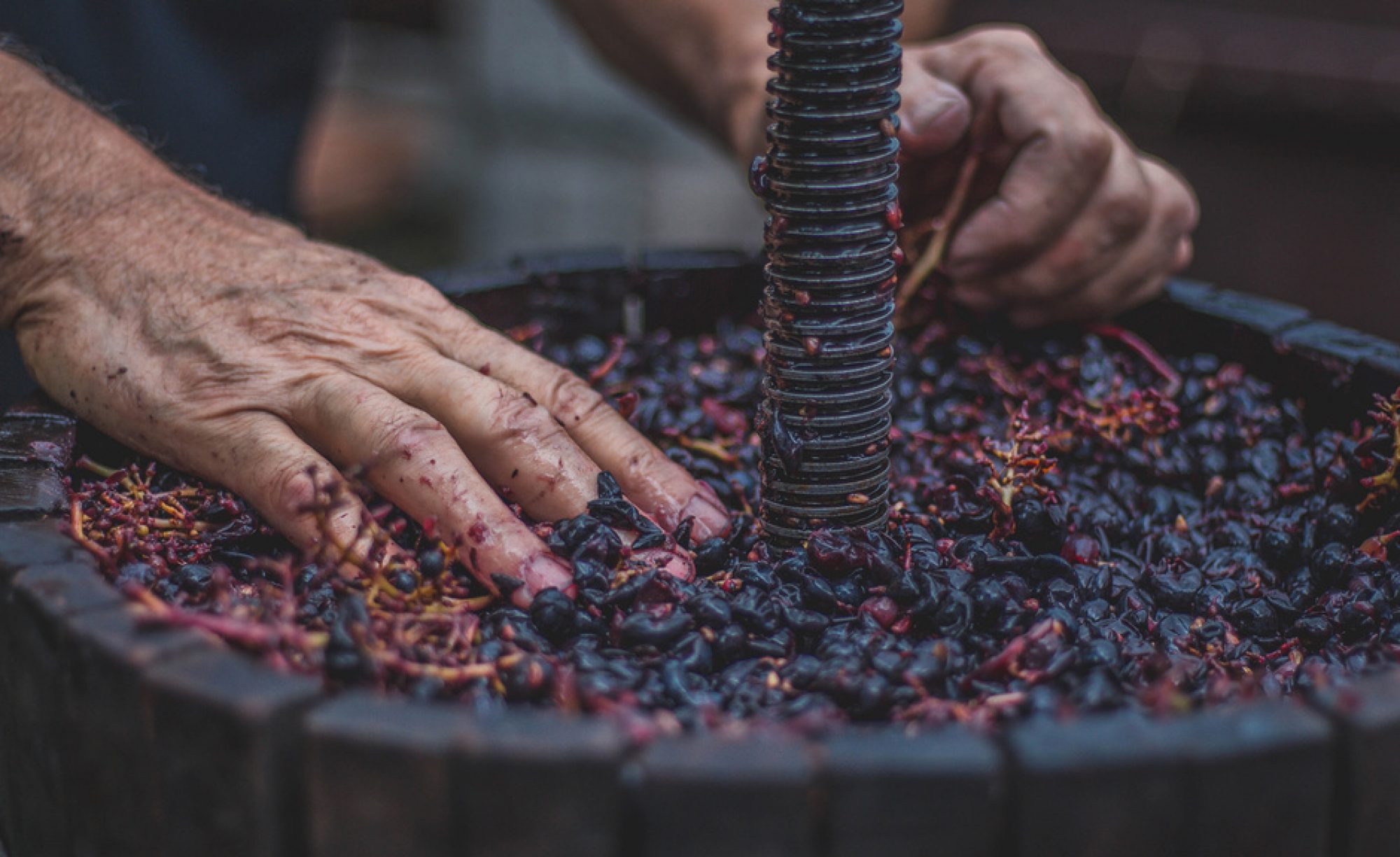 Pasión por el vino